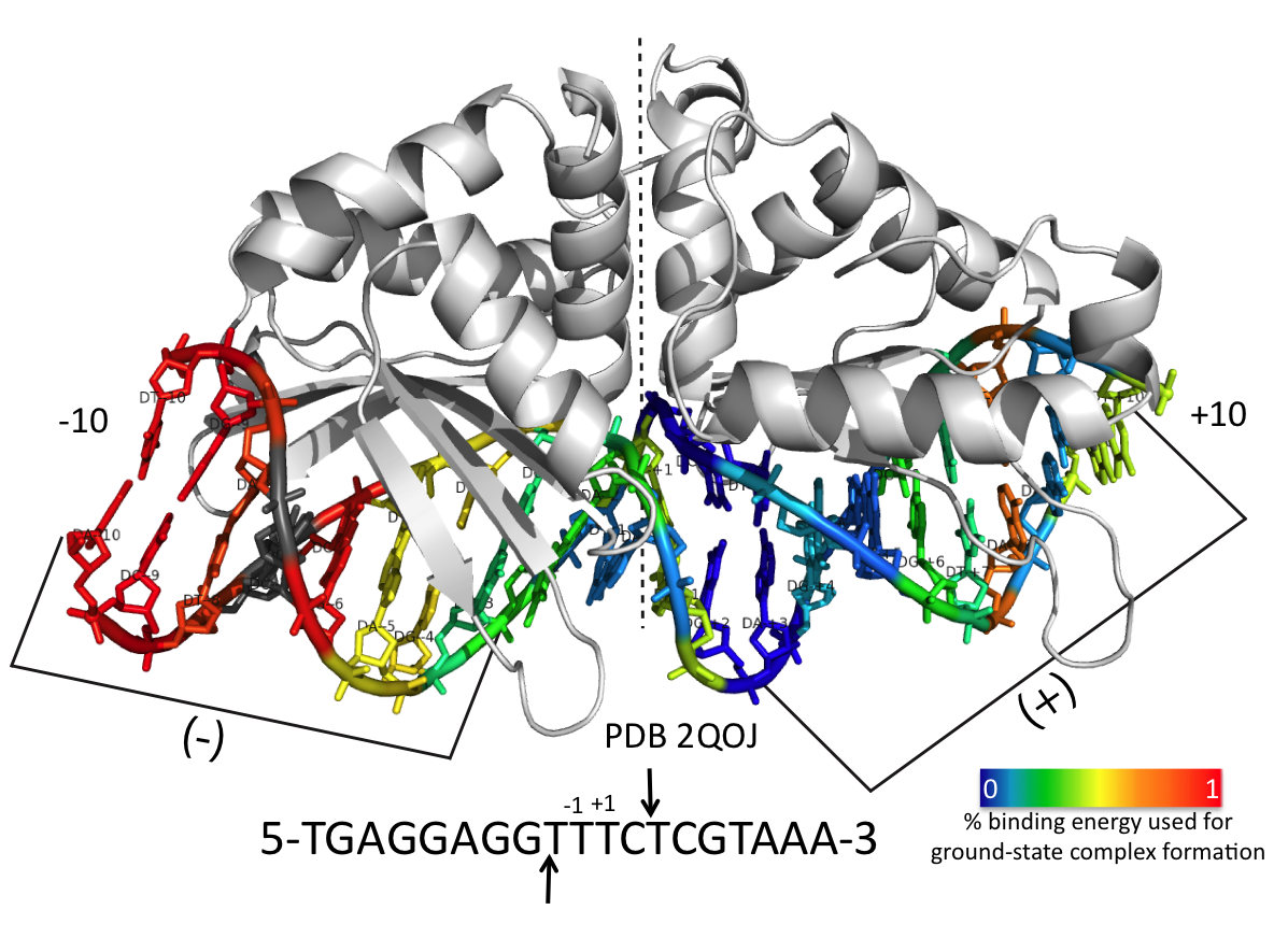 Exploitation of binding energy for catalysis and design