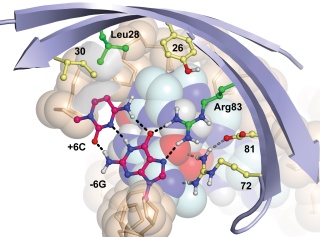 Computational Design of Protein-DNA Cleavage Specificity in a Homing Endonuclease