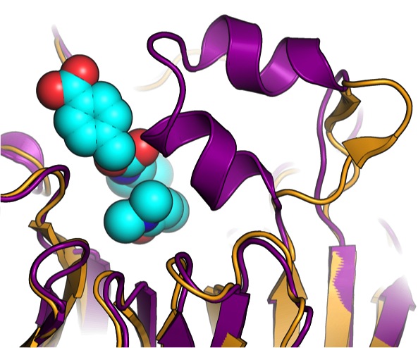Increased Diels-Alderase activity through backbone remodeling guided by Foldit players