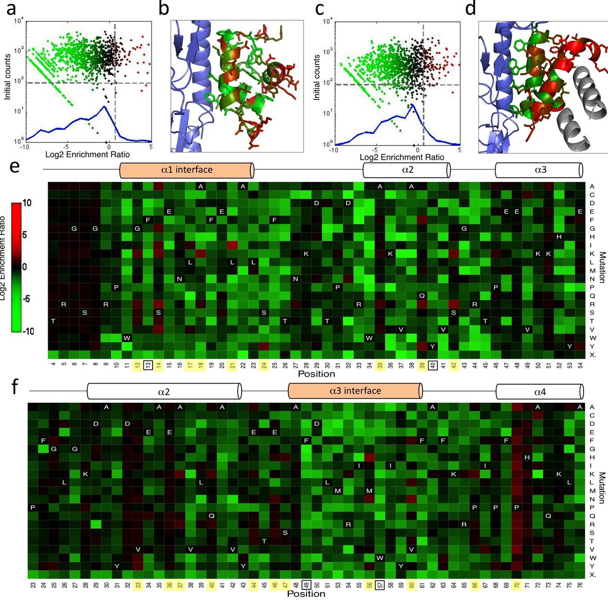 Optimization of affinity, specificity and function of designed influenza inhibitors using deep sequencing