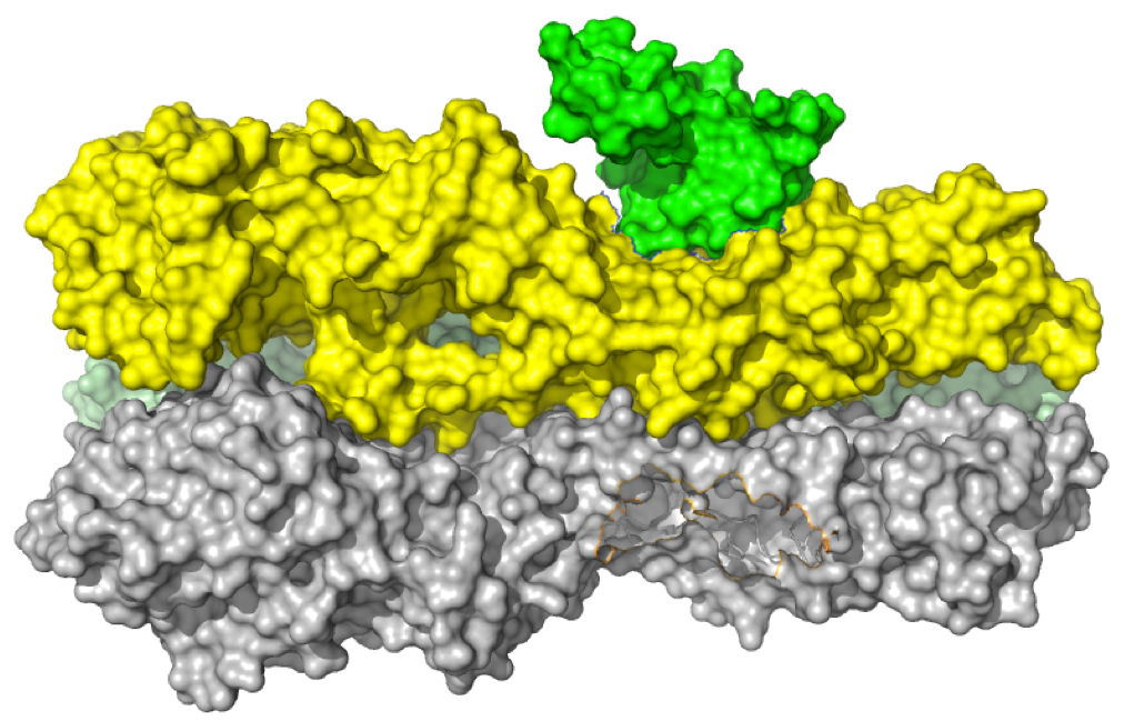 Computational design of protein inhibitors of Spanish and avian flu hemagglutinin