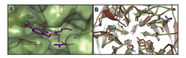 Computational design of an enzyme catalyst for a stereoselective bimolecular Diels-Alder reaction