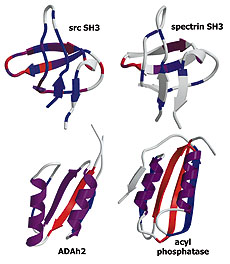 Experiment and theory highlight role of native state topology in SH3 folding