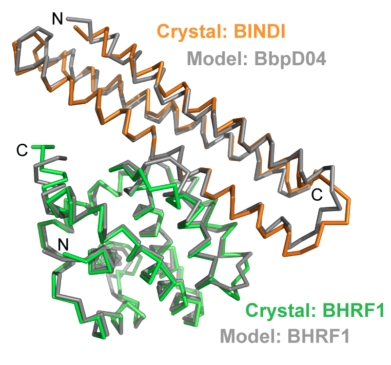 A computationally designed inhibitor of an Epstein-Barr viral Bcl-2 protein induces apoptosis in infected cells