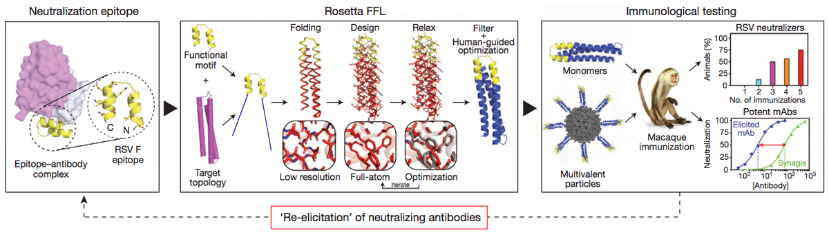 Proof of principle for epitope-focused vaccine design
