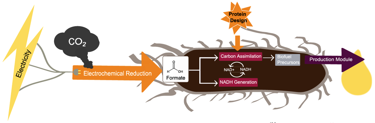 Computational protein design enables a novel one-carbon assimilation pathway