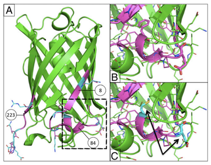 Removing T-cell epitopes with computational protein design