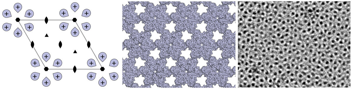 Design of ordered two-dimensional arrays mediated by noncovalent protein-protein interfaces