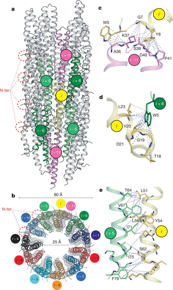 Atomic model of the type III secretion system needle