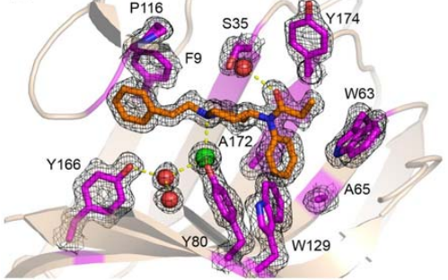 Sensors for the potent opioid fentanyl