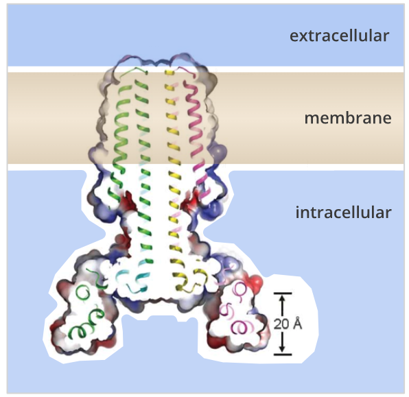 Multipass transmembrane proteins