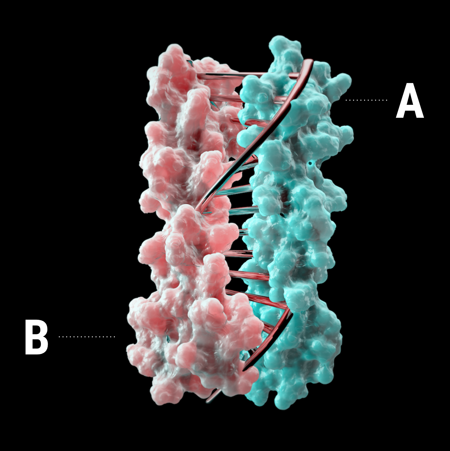 New designer proteins mimic DNA