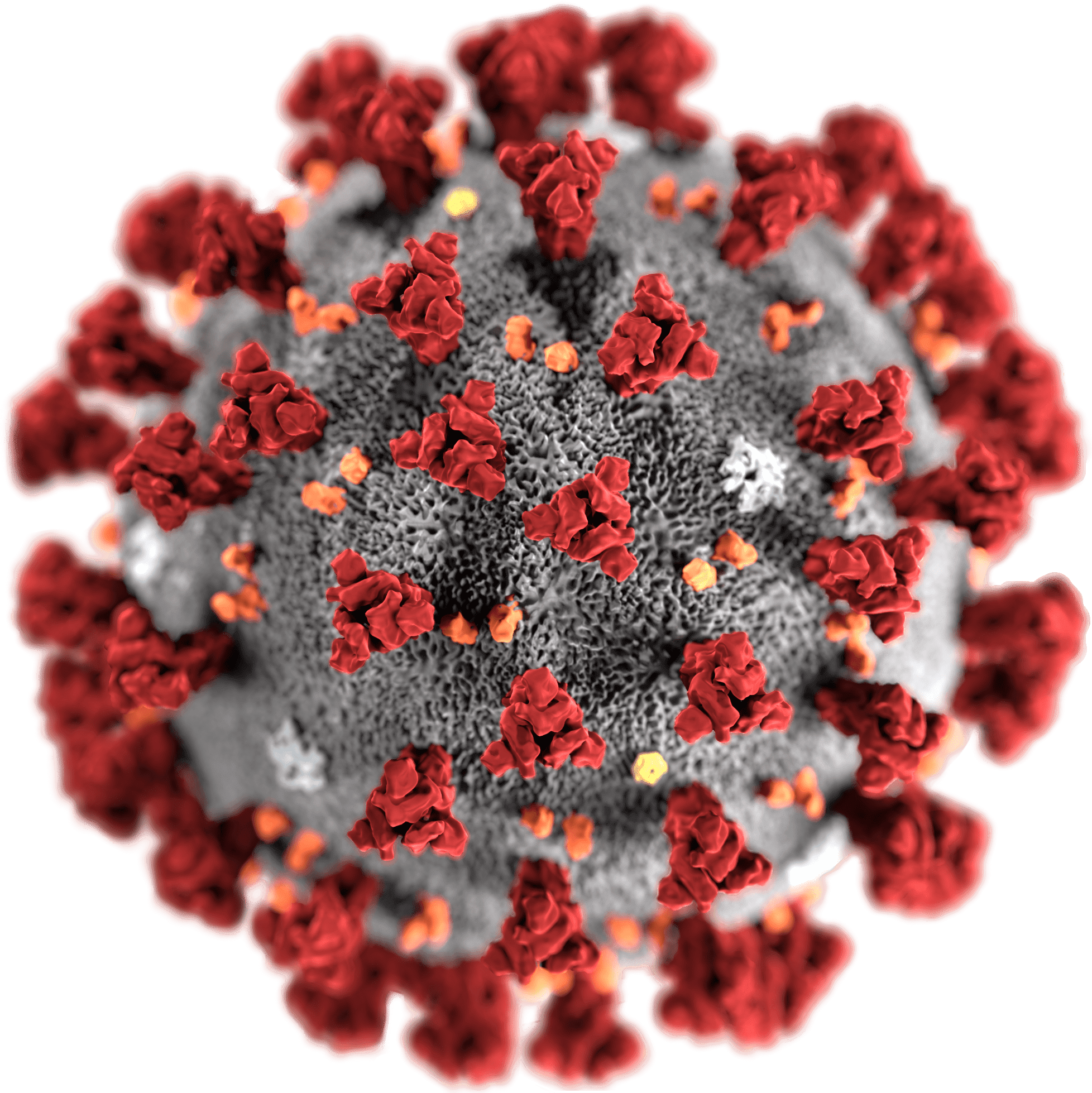 Rosetta’s role in fighting coronavirus