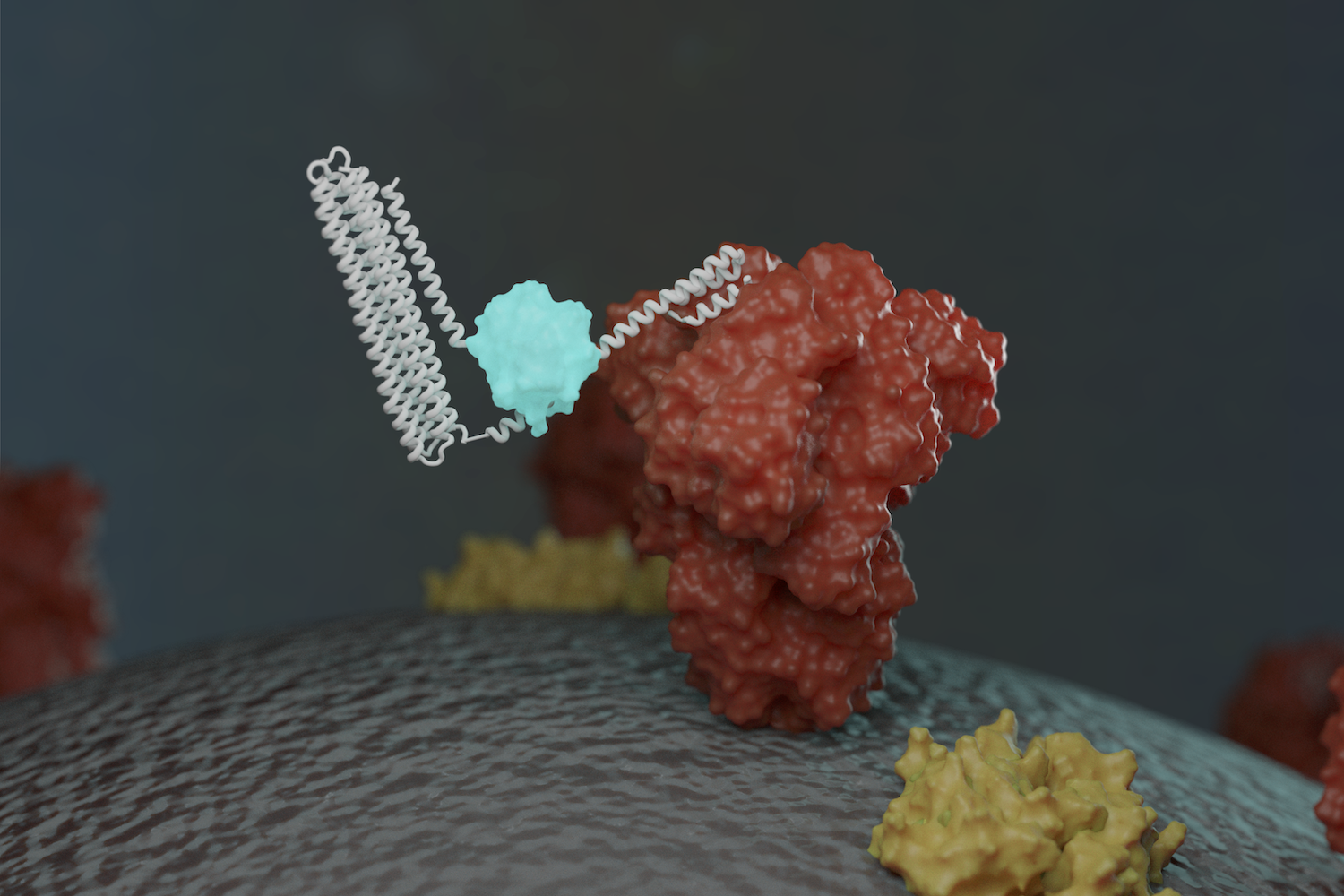 De novo design of modular protein biosensors