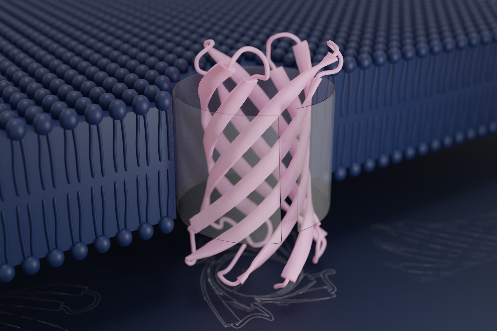 De novo design of transmembrane beta barrels