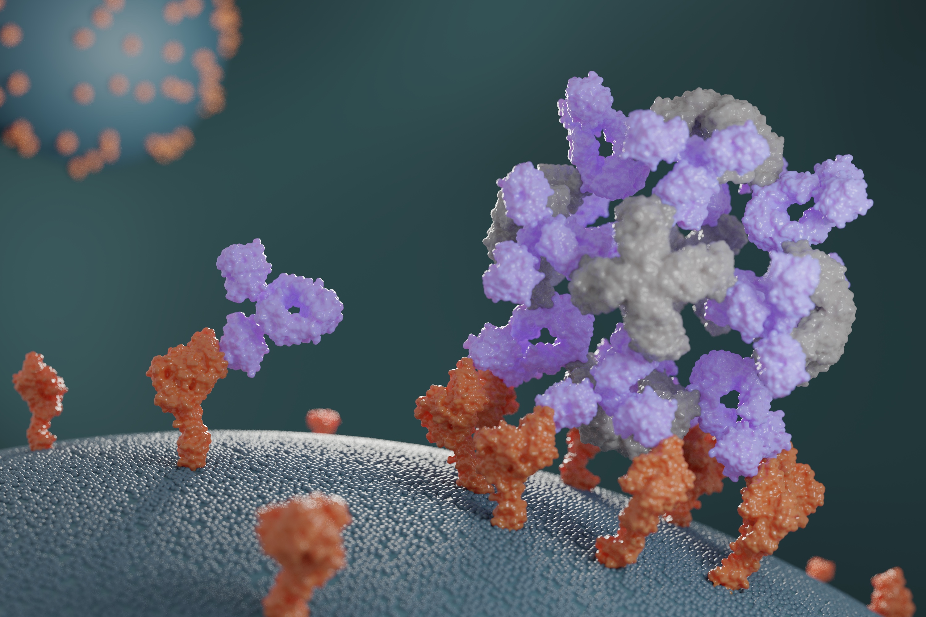 Designed proteins assemble antibodies into modular nanocages