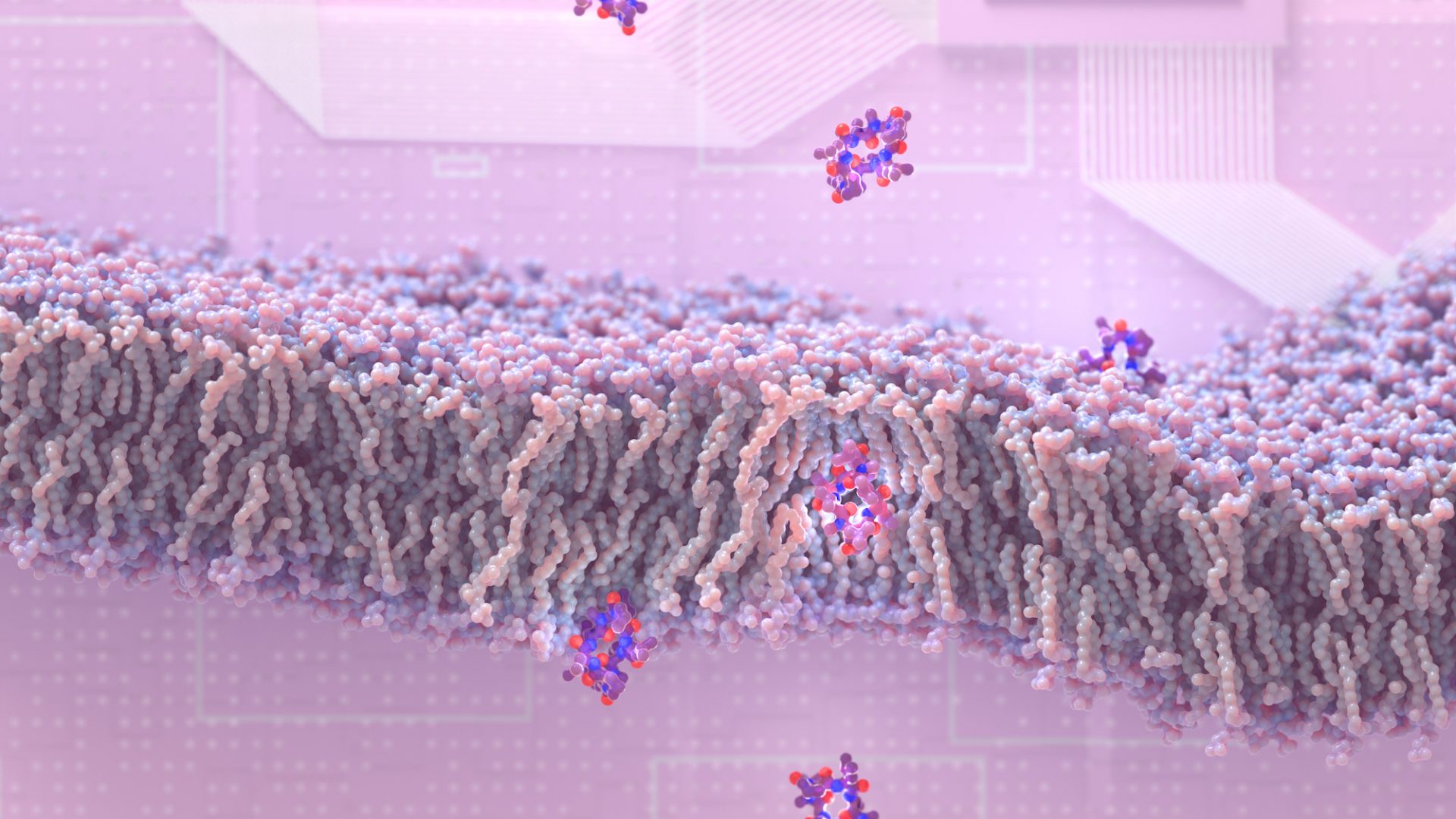Baker Lab Design of permeable peptides leads to new spinout (Vilya)