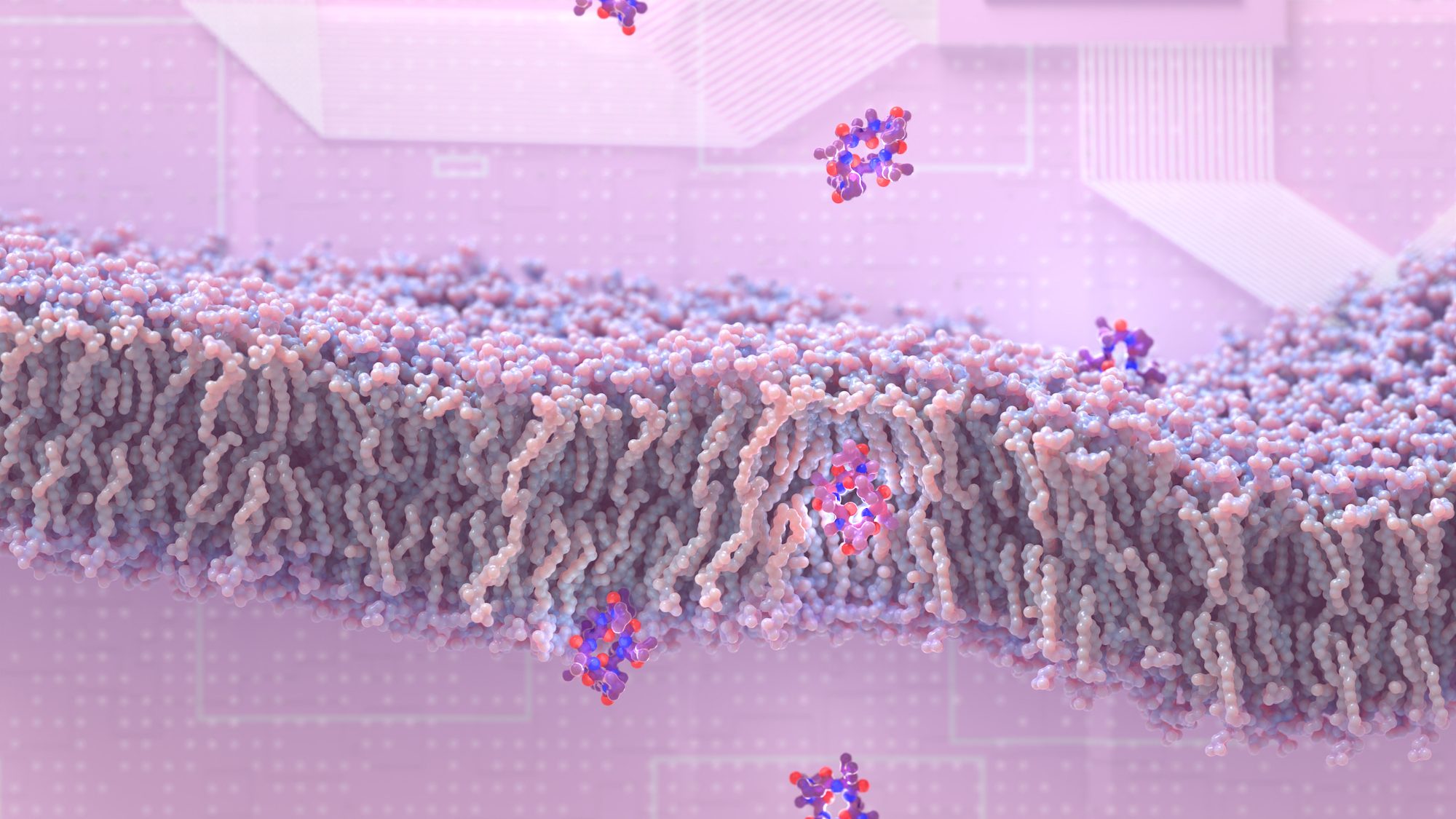 Design of permeable peptides leads to new spinout (Vilya)