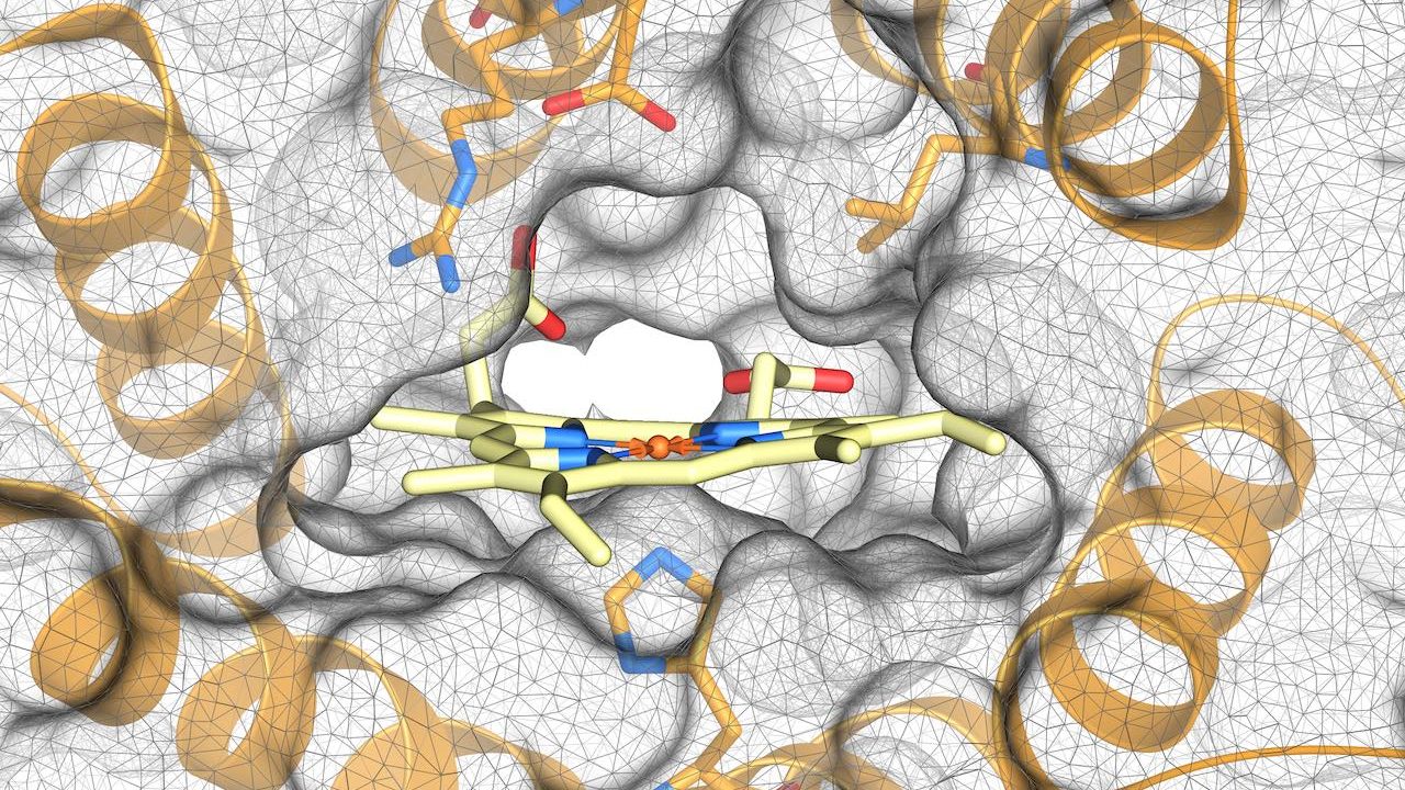 Design of heme-binding enzymes